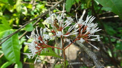 Ixora nigricans