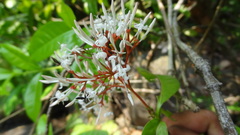 Ixora nigricans