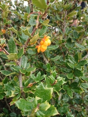 Berberis ilicifolia