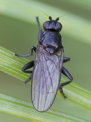 Copromyzinae