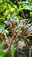 Ixora nigricans