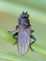 Copromyzinae