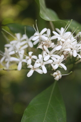 Pavetta indica