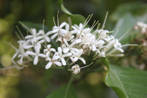 Image of Pavetta indica by (c) Siddarth Machado, some rights reserved (CC BY)