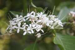 Pavetta indica