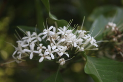 Pavetta indica