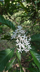 Pavetta indica