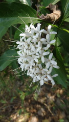 Pavetta indica