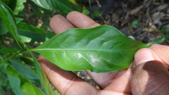 Pavetta indica