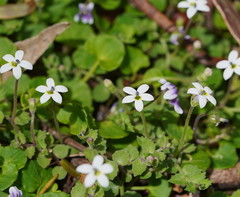 Lobelia pedunculata