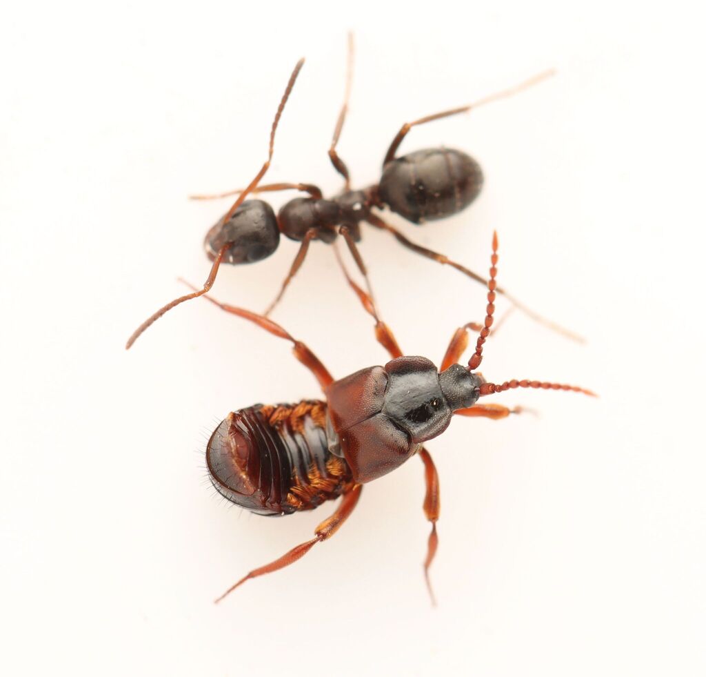 Lomechusoides inflatus