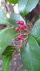 Ilex cassine image