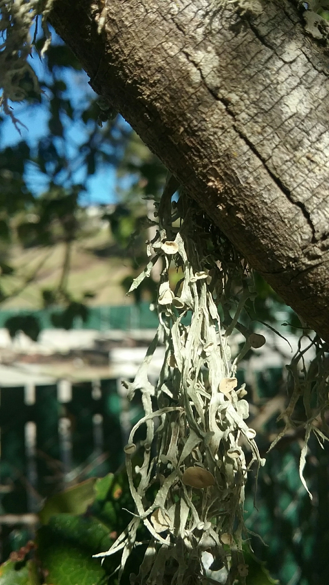 Ramalina image