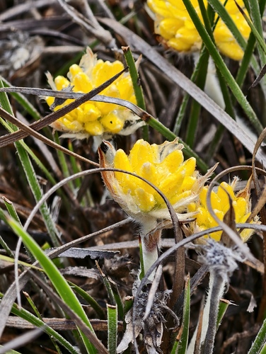 Conostylis petrophiloides (Conostylis petrophiloides)
