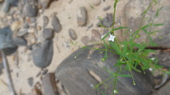 Oldenlandia herbacea