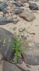 Oldenlandia herbacea