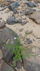 Oldenlandia herbacea