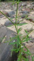 Oldenlandia herbacea