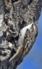 Certhia americana montana