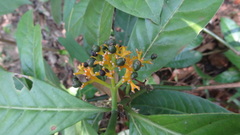 Psychotria flavida