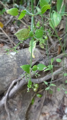 Rubia cordifolia