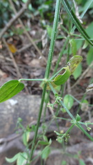 Rubia cordifolia