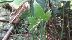 Rubia cordifolia