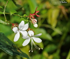 Clerodendrum schmidtii