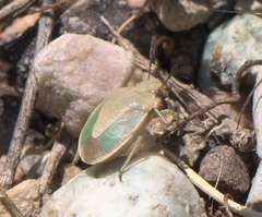 Chlorochroa viridicata