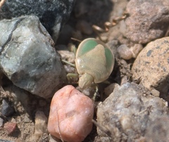Chlorochroa viridicata