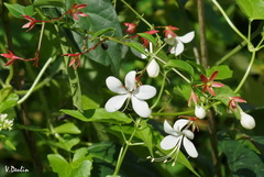 Clerodendrum schmidtii