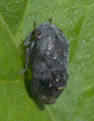 Penthimia americana