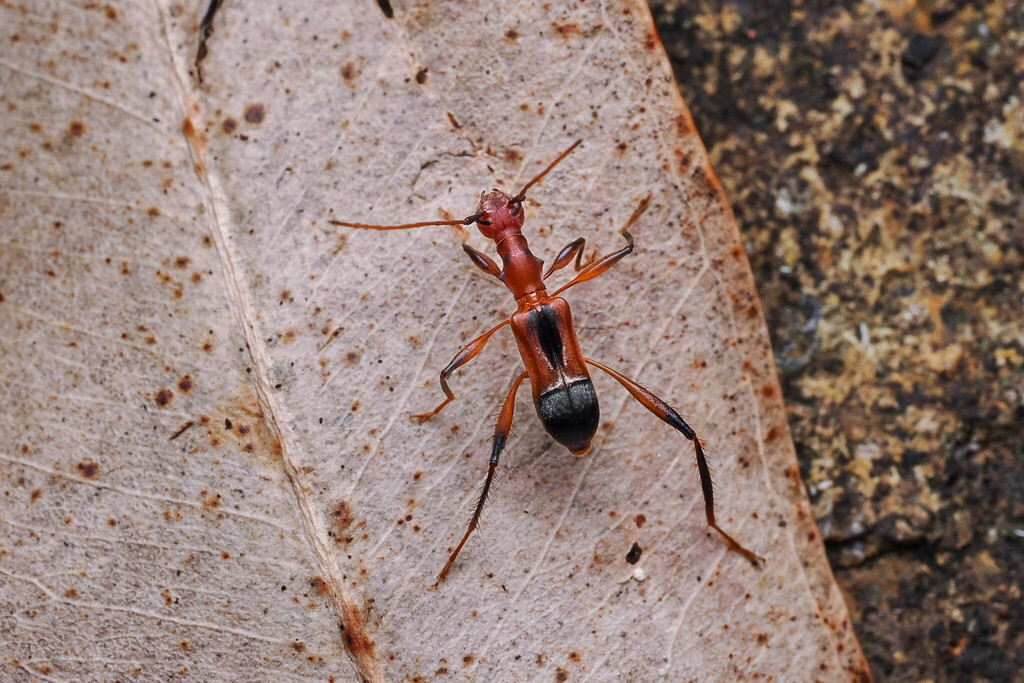 Zoedia longipes