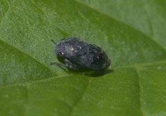 Penthimia americana