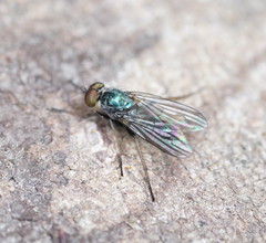 Diaphorinae