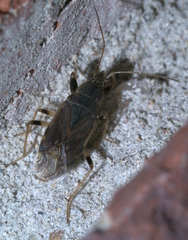 Perigenes constrictus