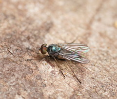 Diaphorinae