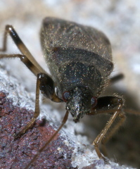 Perigenes constrictus