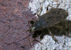 Perigenes constrictus