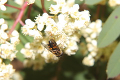 Helophilus antipodus