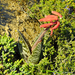 Aloe variegata - Photo (c) Martin Heigan, algunos derechos reservados (CC BY-NC-ND)