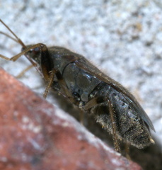 Perigenes constrictus