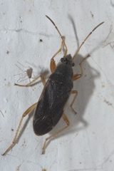 Perigenes similis
