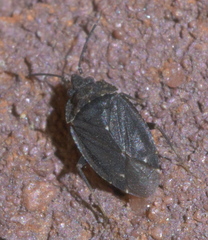 Peritropis saldaeformis
