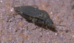 Peritropis saldaeformis