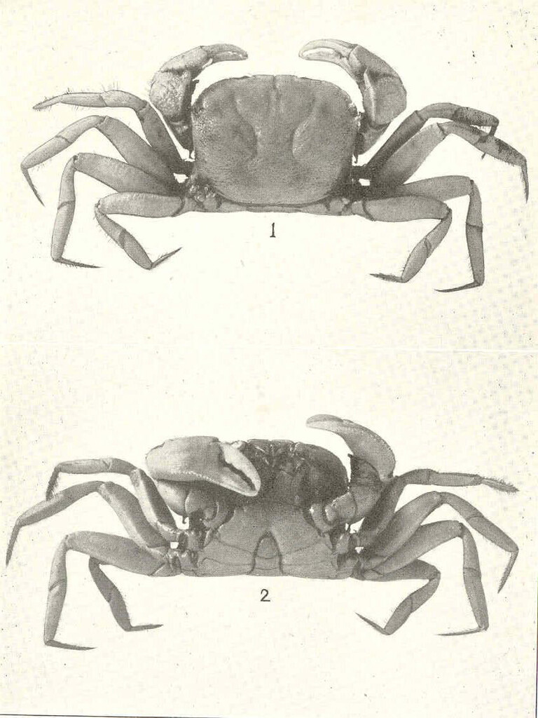 Speocarcinus
