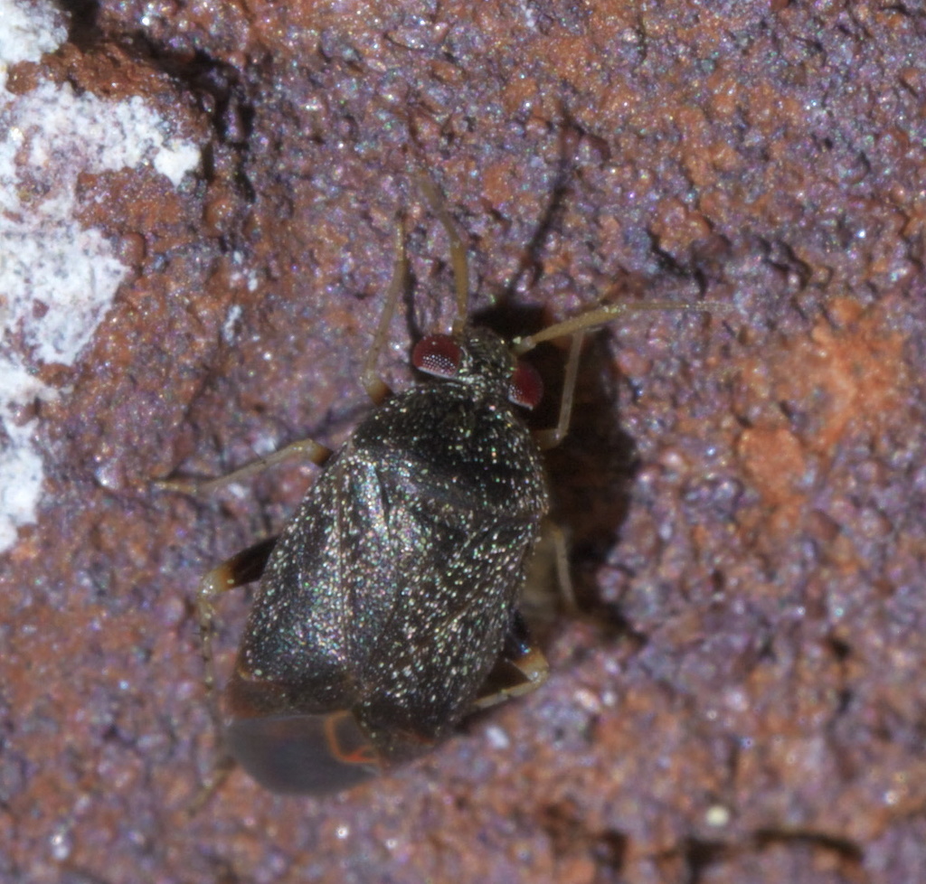 Phoenicocoris claricornis