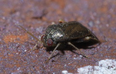 Phoenicocoris claricornis