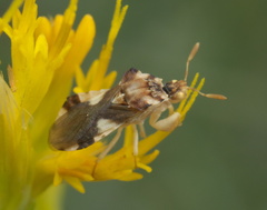 Phymata borica