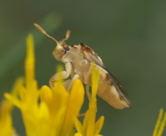 Phymata borica
